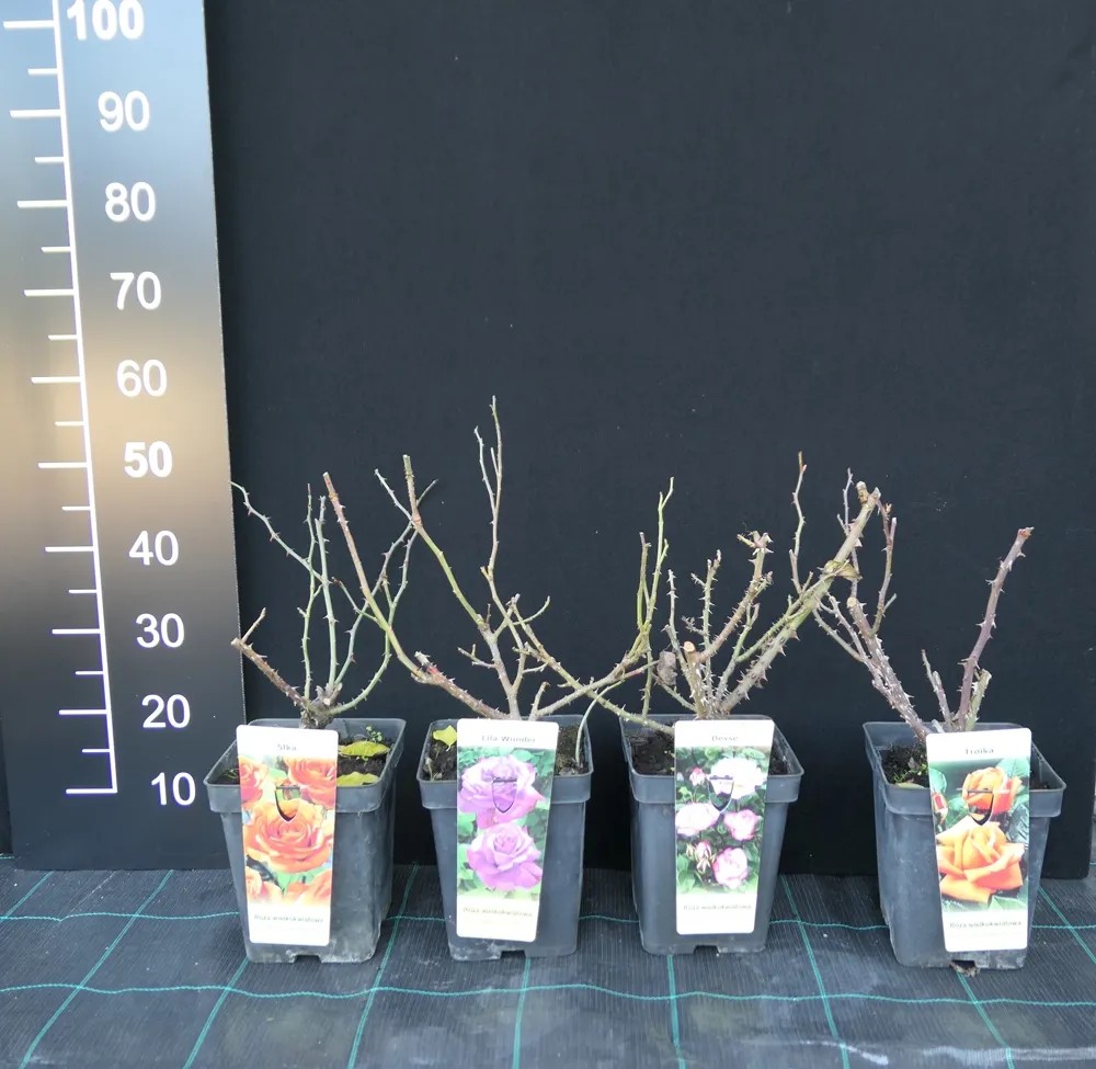 Róża mix wys. 20-40cm don. 5l Róża mix wys. 20-40cm don. 5l