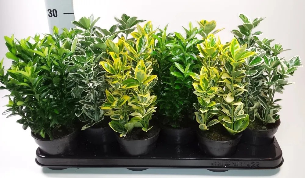 Trzemielina japońska (Euonymus japonicus) mix wys. 20-25cm don. 10,5cm Trzemielina japońska (Euonymus japonicus) mix wys. 20-25cm don. 10,5cm