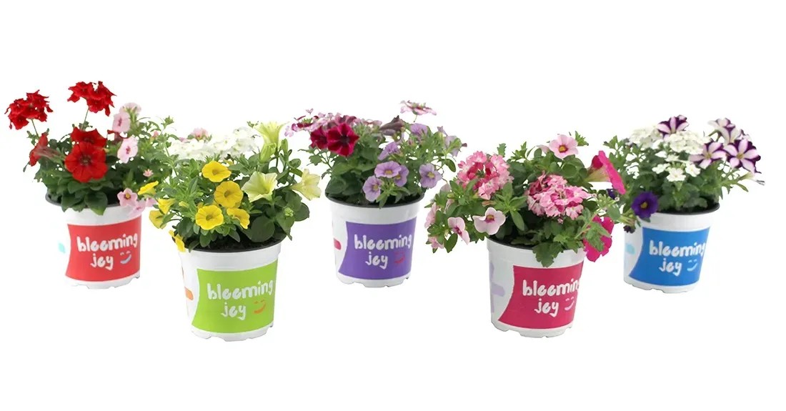 Kwitnący festival - Lobelia, Parada, Verbena Mix, 8-12 cm Kwitnący festival - Lobelia, Parada, Verbena Mix, 8-12 cm