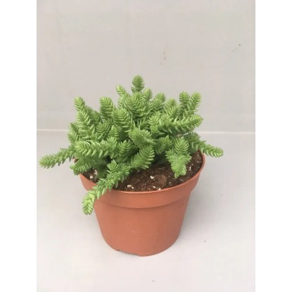 Crassula licopodioides wys. 10-15cm don. 10,5cm Crassula licopodioides wys. 10-15cm don. 10,5cm