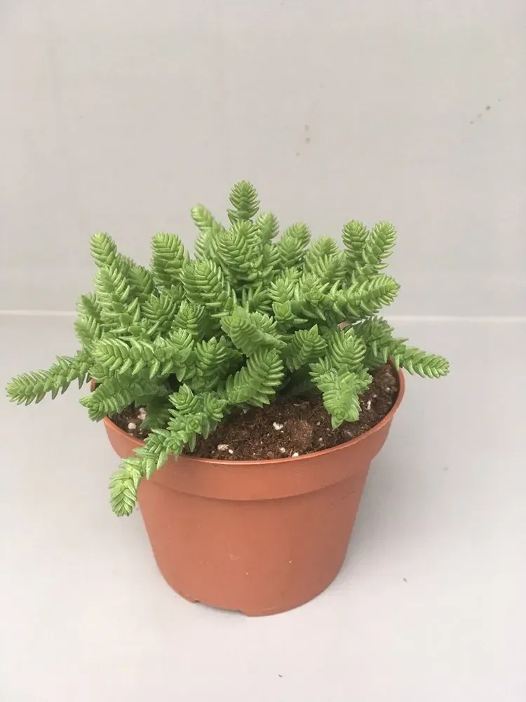 Crassula licopodioides wys. 10-15cm don. 10,5cm Crassula licopodioides wys. 10-15cm don. 10,5cm