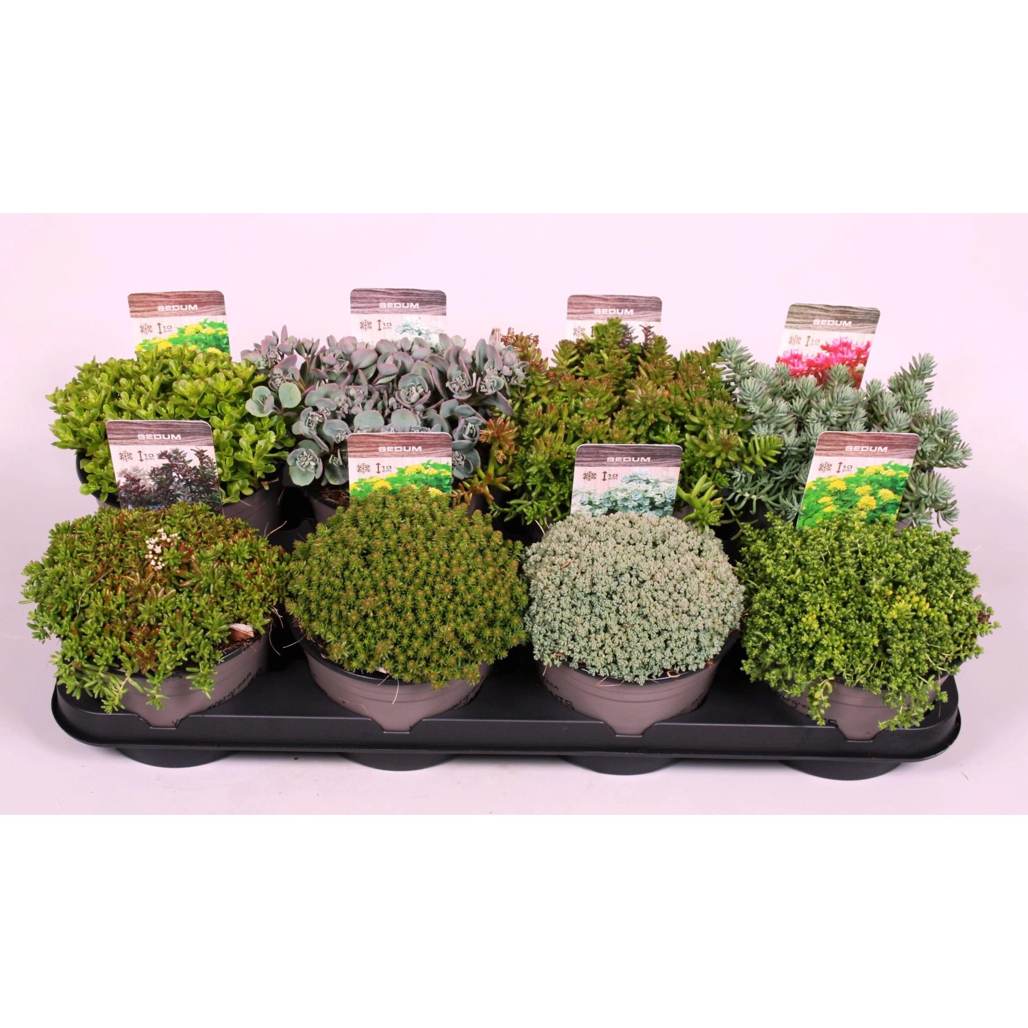 Rozchodnik różne gatunki (Sedum sp.) Rozchodnik różne gatunki (Sedum sp.)