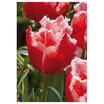Tulipan Fringed Canasta 7 szt. czerwono-biały Tulipan Fringed Canasta 7 szt. czerwono-biały