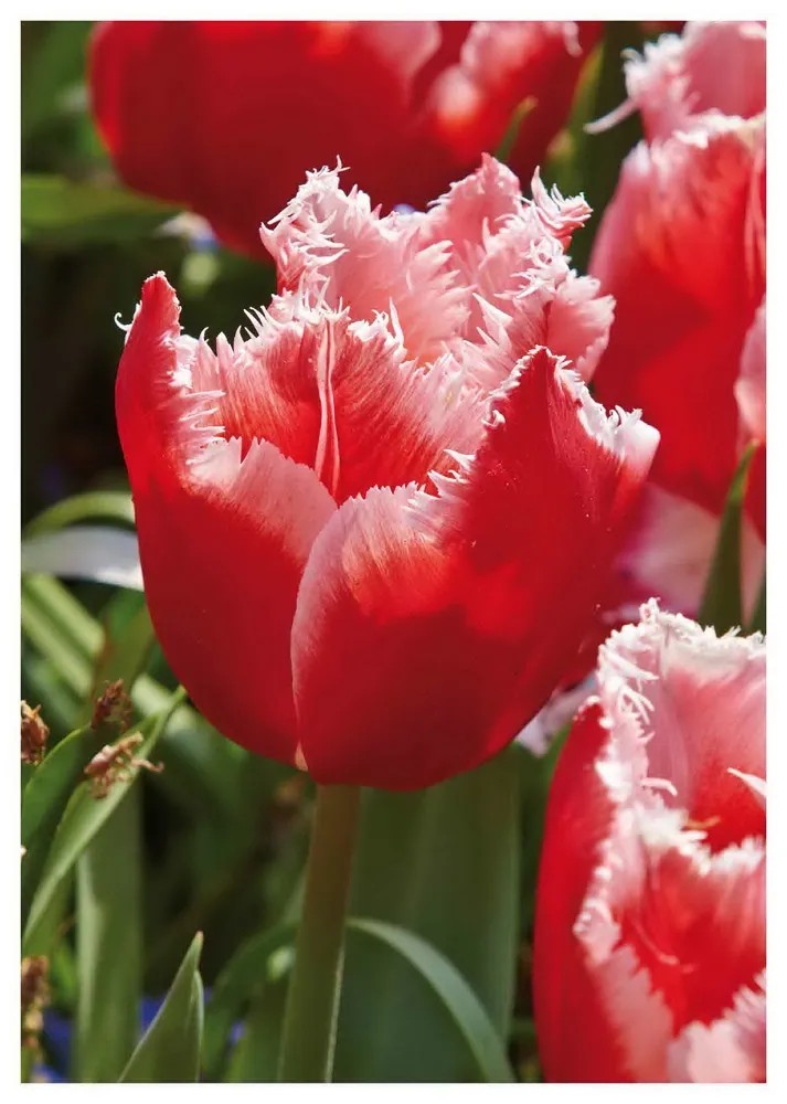 Tulipan Fringed Canasta 7 szt. czerwono-biały Tulipan Fringed Canasta 7 szt. czerwono-biały