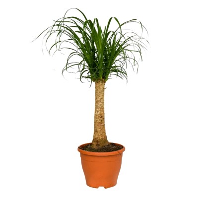 4 Flower Beaucarnea prosta wysokość 70 cm 4 Flower Beaucarnea prosta wysokość 70 cm