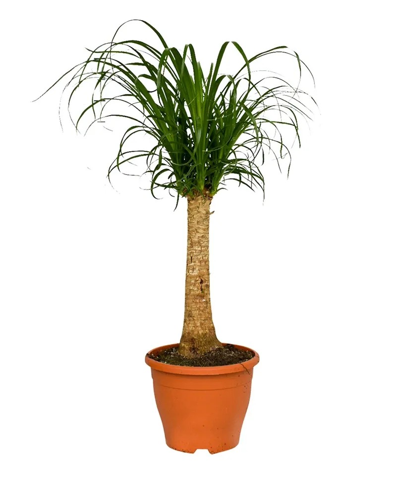 4 Flower Beaucarnea prosta wysokość 70 cm 4 Flower Beaucarnea prosta wysokość 70 cm