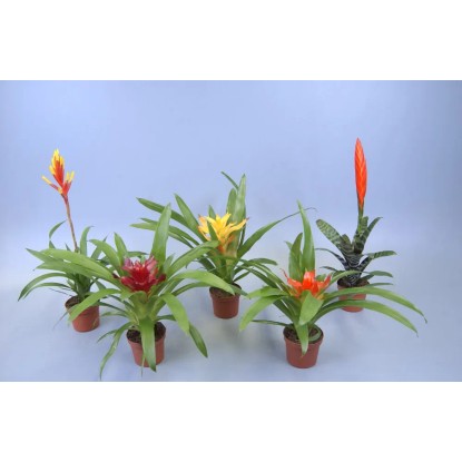 Bromelia adventure mix wys. 30cm don. 9cm Bromelia adventure mix wys. 30cm don. 9cm
