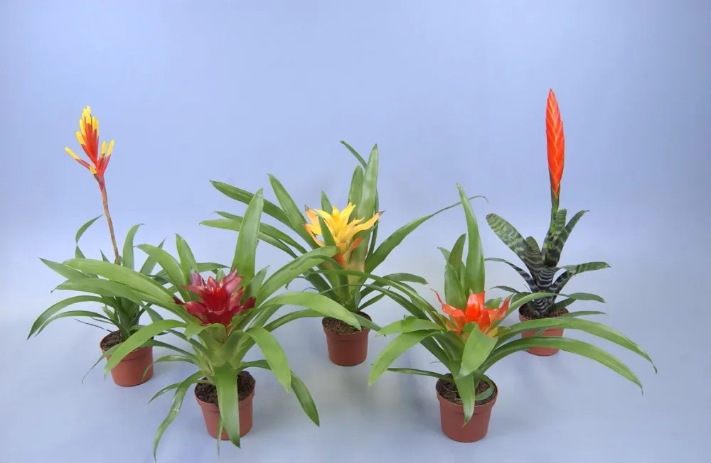 Bromelia adventure mix wys. 30cm don. 9cm Bromelia adventure mix wys. 30cm don. 9cm