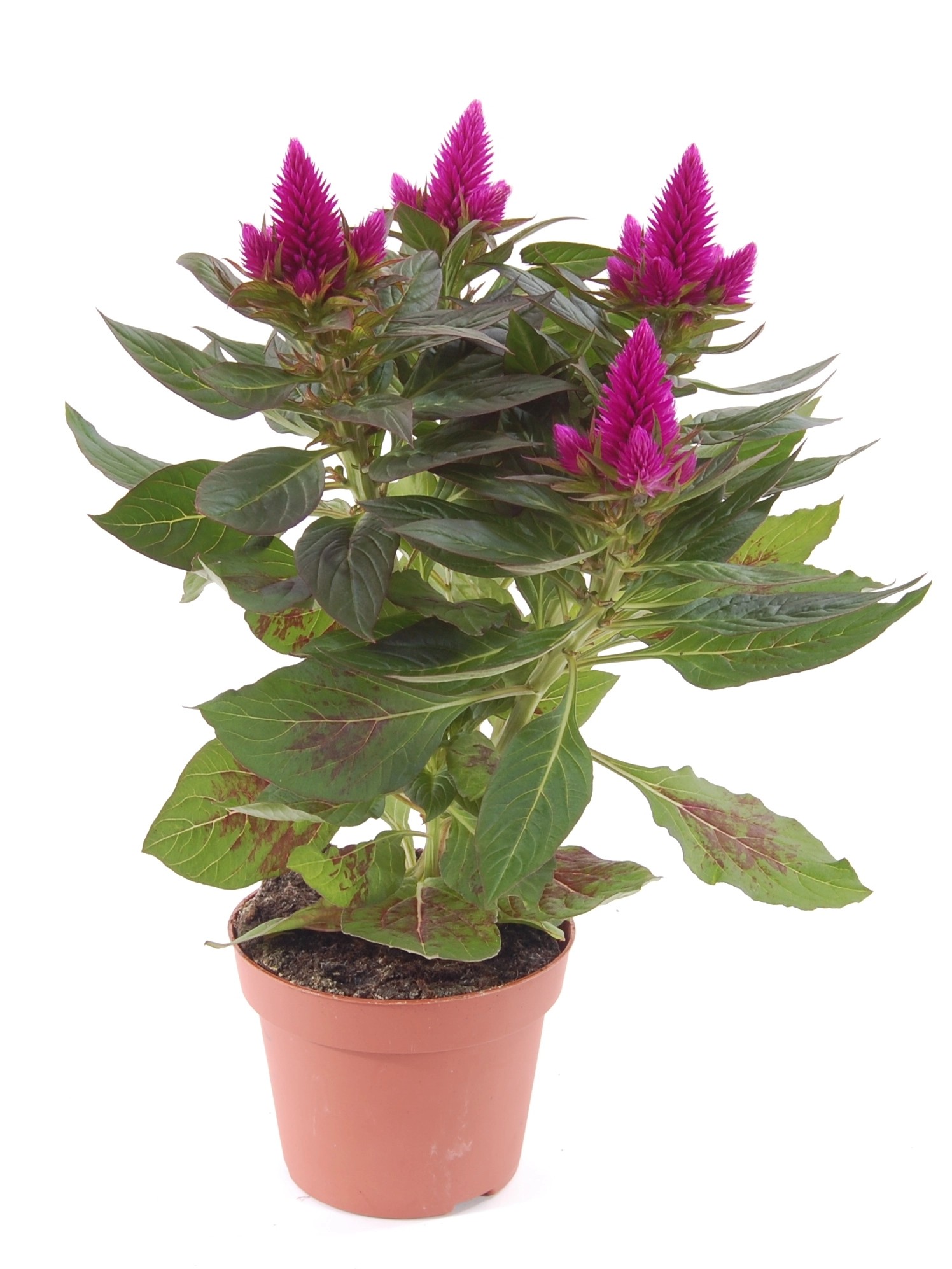 Celozja Caracas Celosia Argentea Don 12 Cm Kupuj W OBI