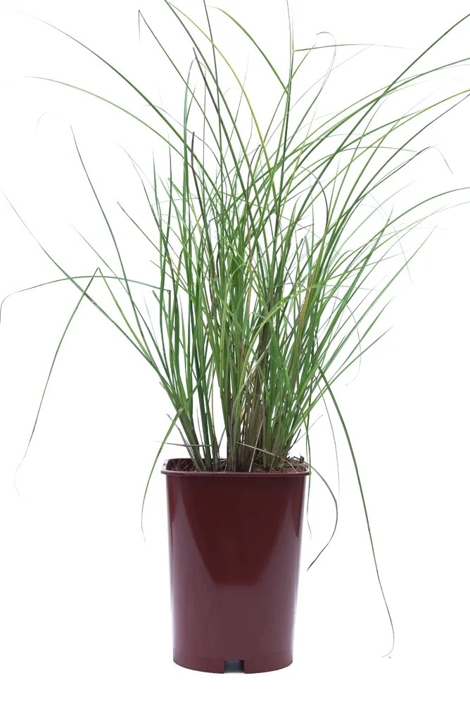 Trawy ozdobne mix wys. 25-30 cm don. 6l Trawy ozdobne mix wys. 25-30 cm don. 6l