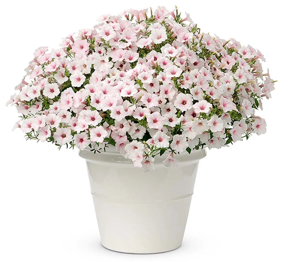 Petunia (Supertunia TM Vista TM) don. 12 cm Petunia (Supertunia TM Vista TM) don. 12 cm
