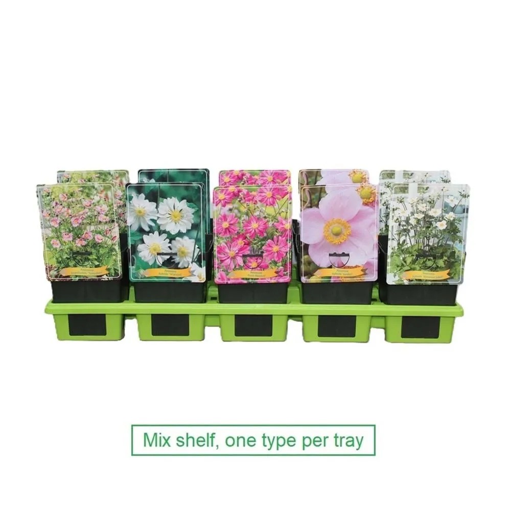 Zawilec (Anemone) mix - don. 11 cm Zawilec (Anemone) mix - don. 11 cm