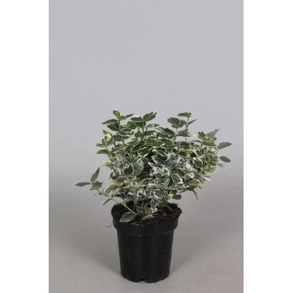 Trzmielina (Euonymus Fortunei) mix wys. 15cm don. 9cm Trzmielina (Euonymus Fortunei) mix wys. 15cm don. 9cm