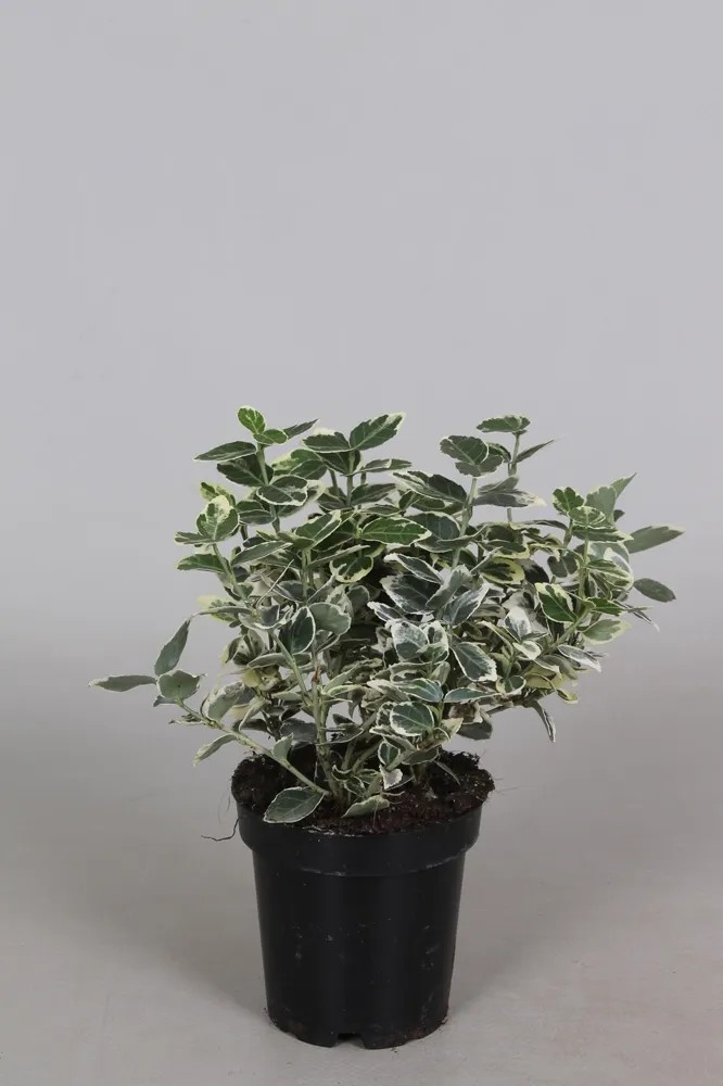 Trzmielina (Euonymus Fortunei) mix wys. 15cm don. 9cm Trzmielina (Euonymus Fortunei) mix wys. 15cm don. 9cm