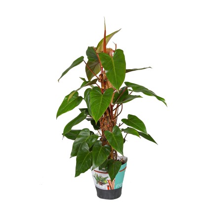 Filodendron (Philodendron) Red Emerald palik - don. 19 cm Filodendron (Philodendron) Red Emerald palik - don. 19 cm