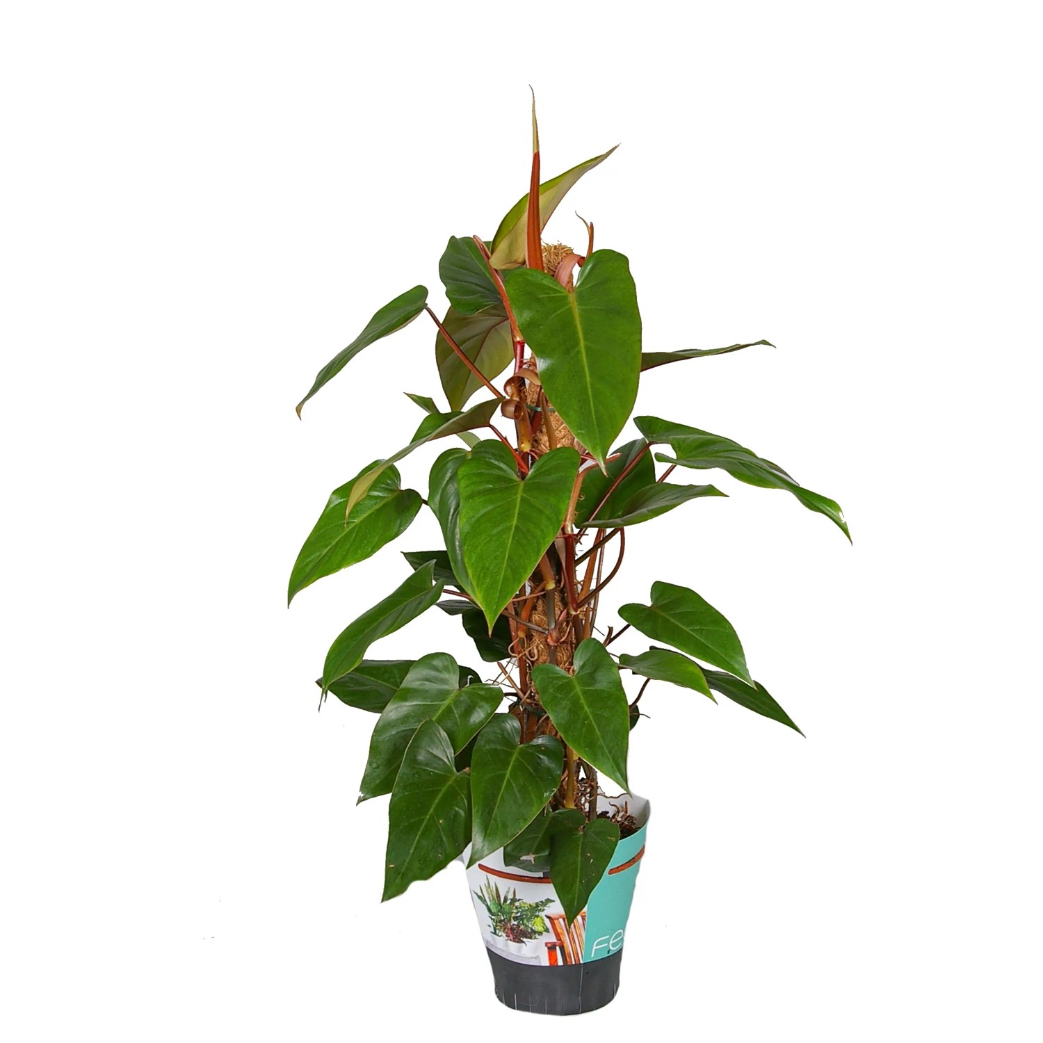 Filodendron (Philodendron) Red Emerald palik - don. 19 cm Filodendron (Philodendron) Red Emerald palik - don. 19 cm