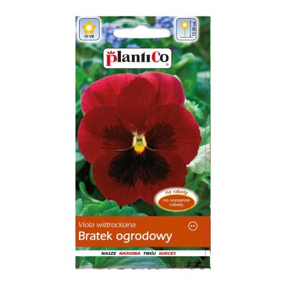 Bratek ogrodowy czerwony Bratek ogrodowy czerwony