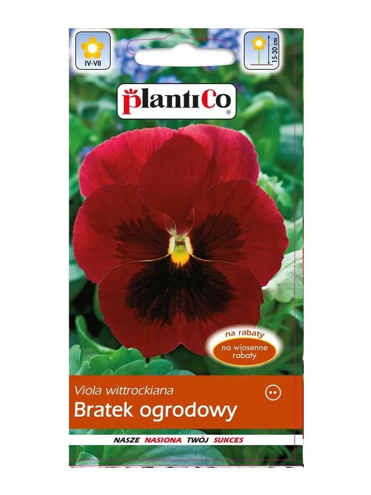 Bratek ogrodowy czerwony Bratek ogrodowy czerwony
