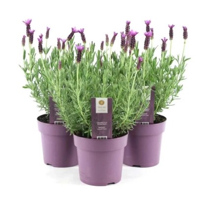 Lawenda (Lavendula Stoechas Anouk) - don. 15 cm Lawenda (Lavendula Stoechas Anouk) - don. 15 cm