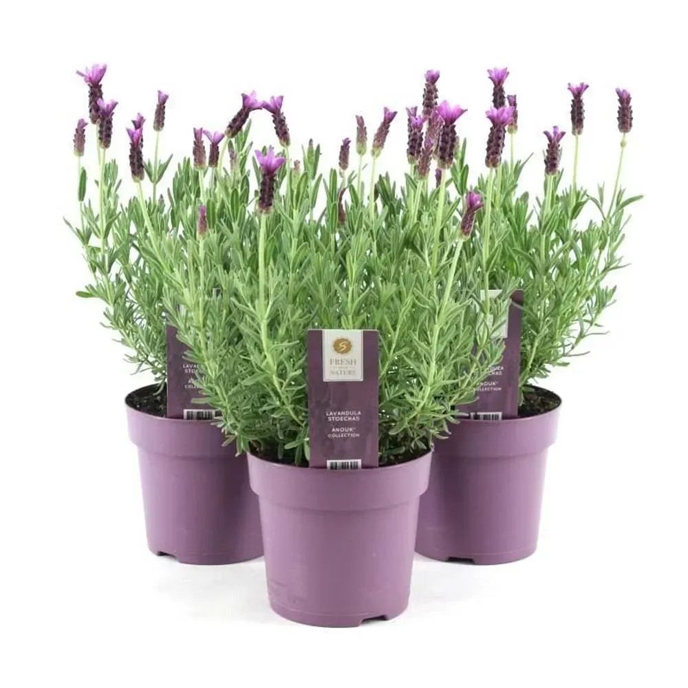 Lawenda (Lavendula Stoechas Anouk) - don. 15 cm Lawenda (Lavendula Stoechas Anouk) - don. 15 cm