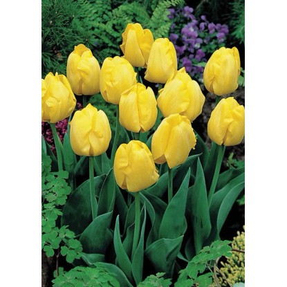 Tulipan odm. Yellow (Tulipa sp.) - 5 szt. Tulipan odm. Yellow (Tulipa sp.) - 5 szt.