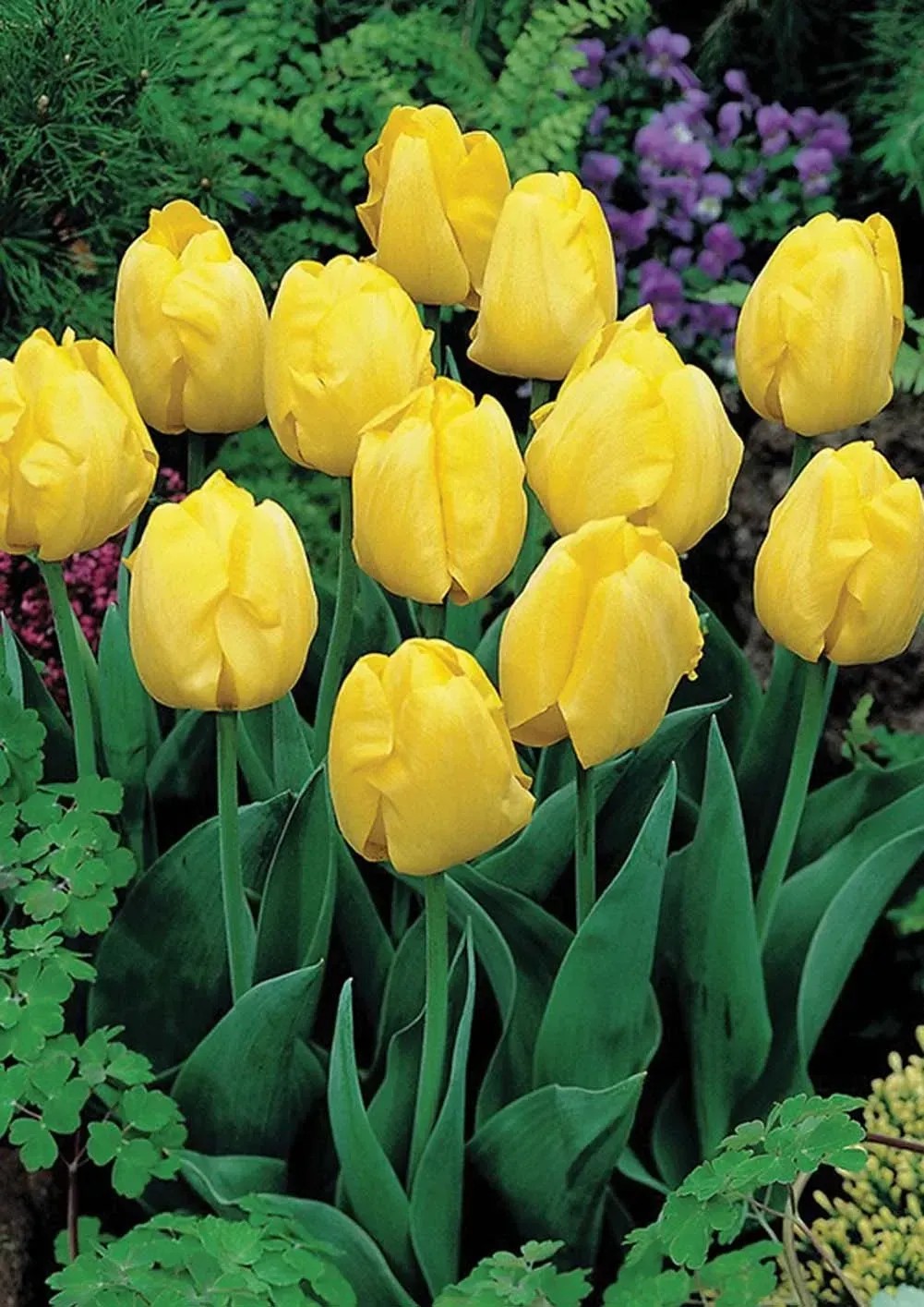 Tulipan odm. Yellow (Tulipa sp.) - 5 szt. Tulipan odm. Yellow (Tulipa sp.) - 5 szt.