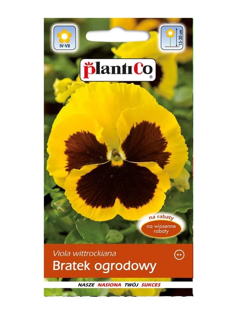 Bratek ogrodowy żółty Bratek ogrodowy żółty