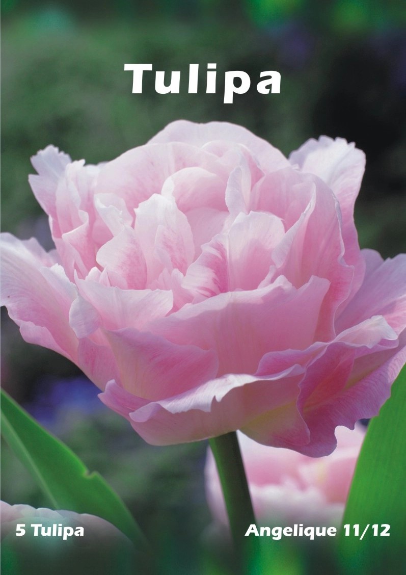 Tulipan Odm Angelique Tulipa Sp Kupuj W OBI