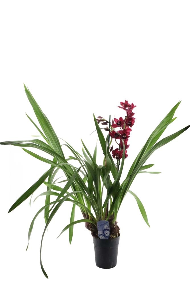 Storczyk 1 2 pędy Cymbidium mix don 14 cm kupuj w OBI