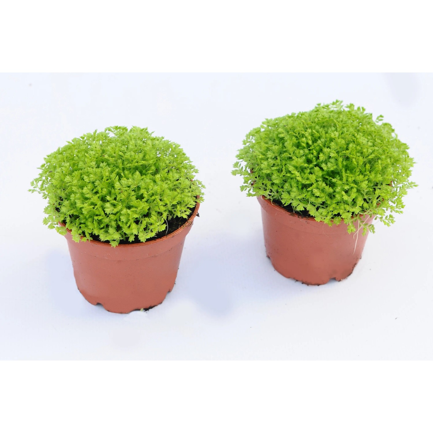 Widliczka wys.10cm don.6cm Widliczka wys.10cm don.6cm