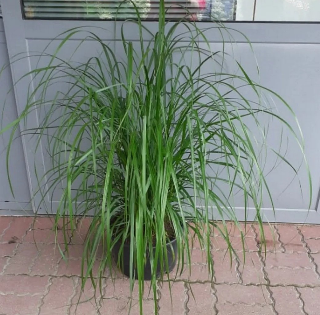 Rozplenica mix wys. 80-100cm Rozplenica mix wys. 80-100cm
