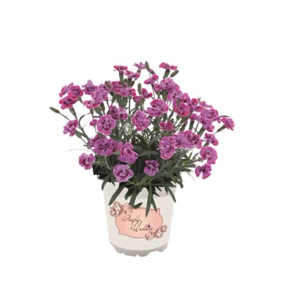 Dianthus Purple Wedding wys. 10-15cm don. 10,5cm Dianthus Purple Wedding wys. 10-15cm don. 10,5cm