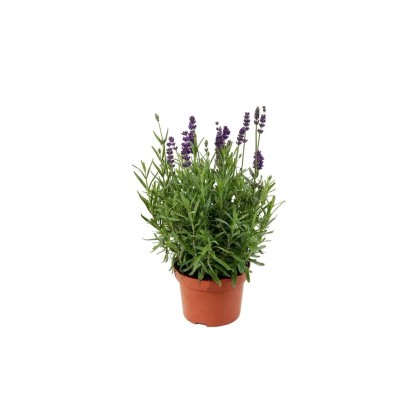 Lawenda wąskolistna (Lavandula Hidcote) - don. 12 cm Lawenda wąskolistna (Lavandula Hidcote) - don. 12 cm