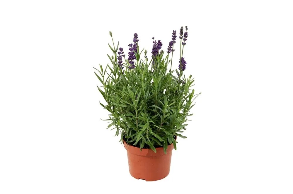 Lawenda wąskolistna (Lavandula Hidcote) - don. 12 cm Lawenda wąskolistna (Lavandula Hidcote) - don. 12 cm