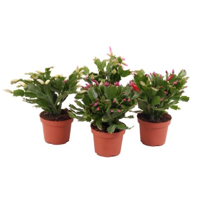 Grudnik (Schlumbergera) różowa - don. 9 cm Grudnik (Schlumbergera) różowa - don. 9 cm