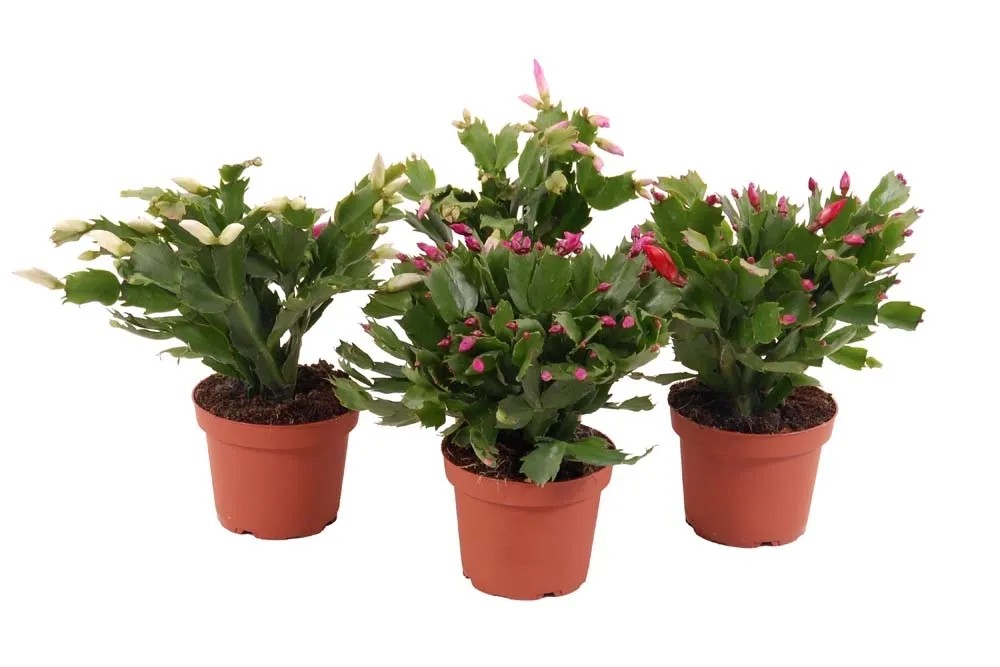 Grudnik (Schlumbergera) różowa - don. 9 cm Grudnik (Schlumbergera) różowa - don. 9 cm