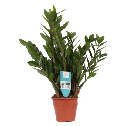 Zamiokulkas zamiolistny (Zamioculcas zamiifolia) - don. 17 cm Zamiokulkas zamiolistny (Zamioculcas zamiifolia) - don. 17 cm