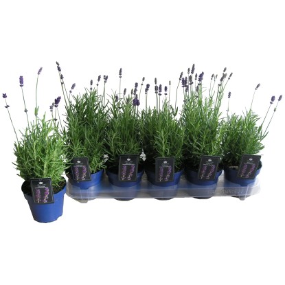 Lawenda (Angustifolia Hidcote) - don. 12 cm Lawenda (Angustifolia Hidcote) - don. 12 cm