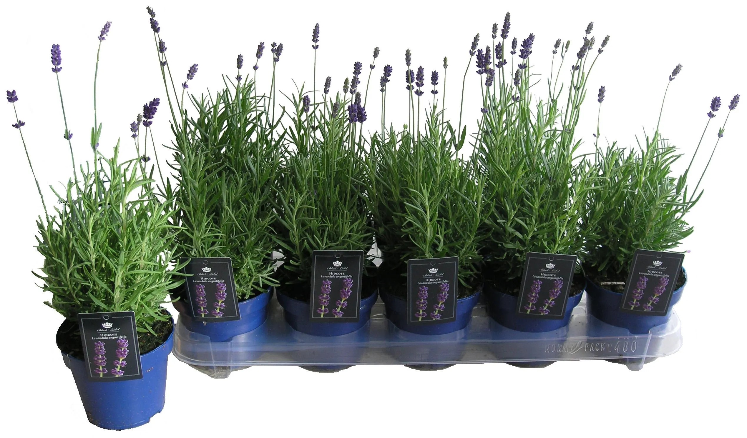 Lawenda (Angustifolia Hidcote) - don. 12 cm Lawenda (Angustifolia Hidcote) - don. 12 cm