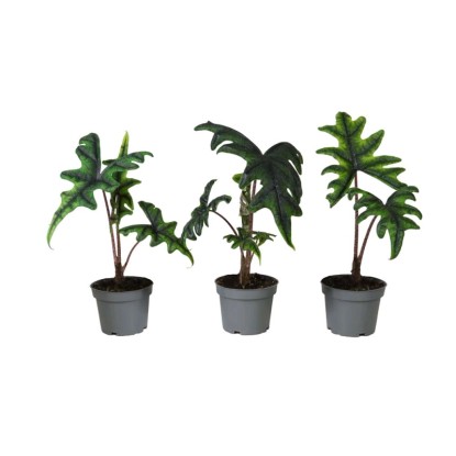 Alokazja (Alocasia Jacklyn) - don. 12 cm Alokazja (Alocasia Jacklyn) - don. 12 cm