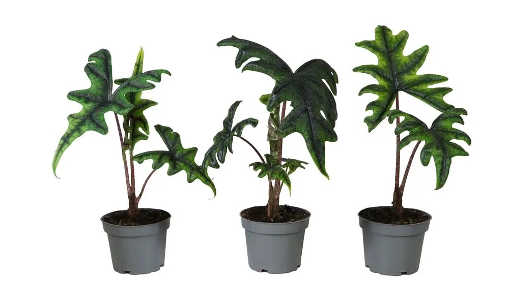 Alokazja (Alocasia Jacklyn) - don. 12 cm Alokazja (Alocasia Jacklyn) - don. 12 cm