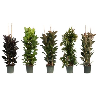 Fikus (Ficus) mix - wys. 180 cm, don. 40 cm Fikus (Ficus) mix - wys. 180 cm, don. 40 cm