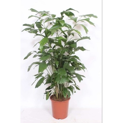 Palma orzechowa (Caryota Mitis) - wys. około 130 cm, don. 27 cm Palma orzechowa (Caryota Mitis) - wys. około 130 cm, don. 27 cm