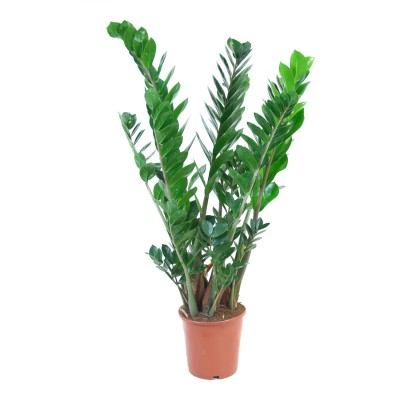 Zamiokulkas zamiolistny (Zamioculcas zamiifolia) - don. 21 cm Zamiokulkas zamiolistny (Zamioculcas zamiifolia) - don. 21 cm