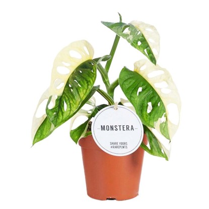 Monstera Adansonii Variegata don. 12 cm Monstera Adansonii Variegata don. 12 cm