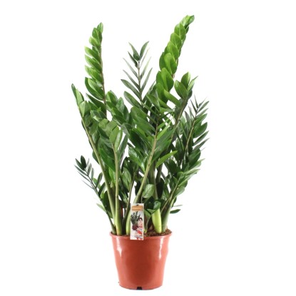 Zamioculcas (Zamioculcas zamiifolia) - don. 21 cm Zamioculcas (Zamioculcas zamiifolia) - don. 21 cm