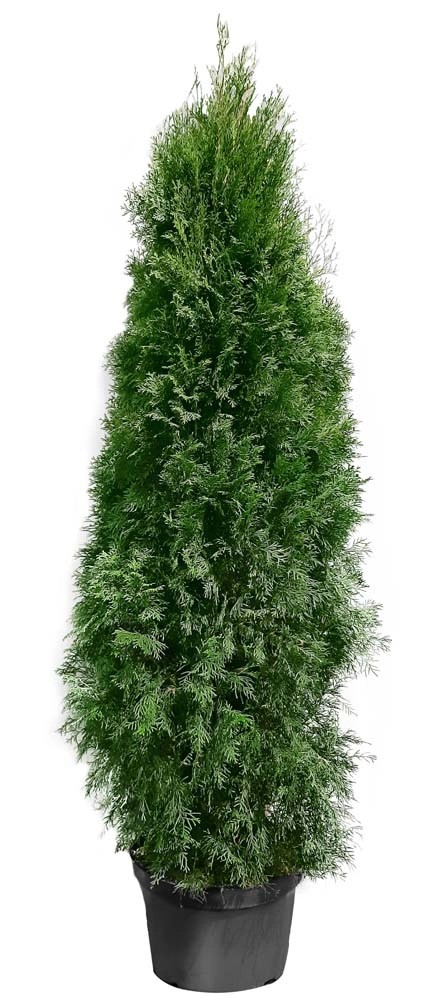 Tuja Thuja Szmaragdowa Ukorzeniona Wys 200 Cm Don 35 Cm Kupuj W OBI