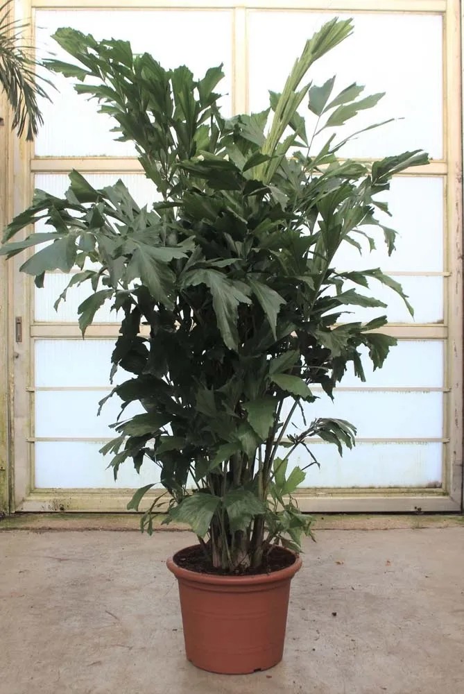 Palma orzechowa (Caryota Mytis) wys. 210 cm don. 45 cm Palma orzechowa (Caryota Mytis) wys. 210 cm don. 45 cm