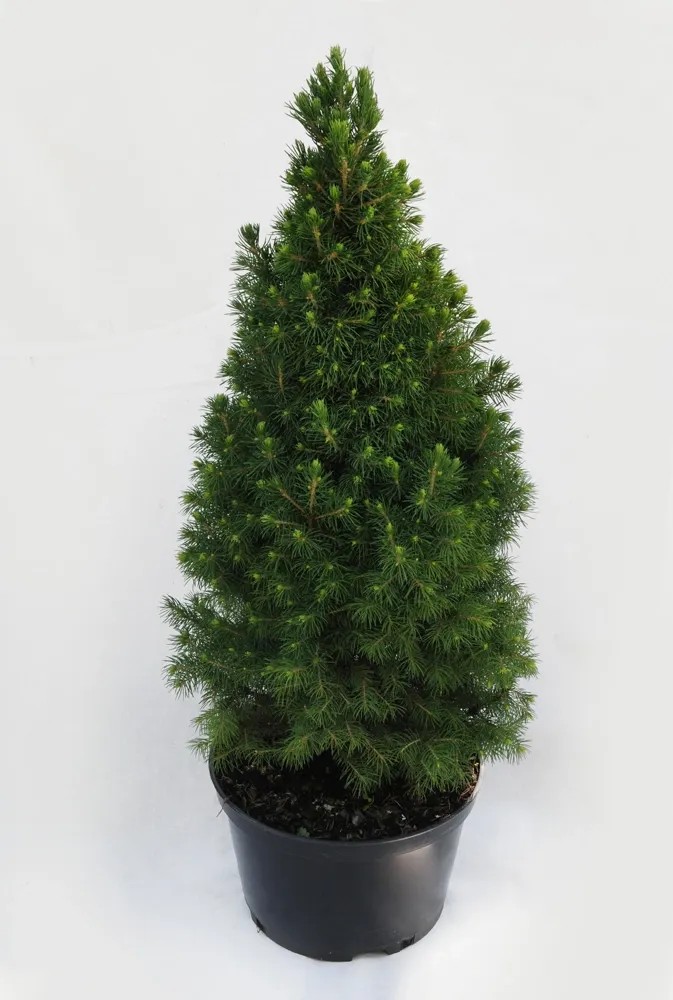 Świerk (Picea glauca Conica) - don. 5 l Świerk (Picea glauca Conica) - don. 5 l