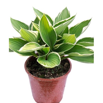 Funkia (Hosta) - don. 17 cm Funkia (Hosta) - don. 17 cm